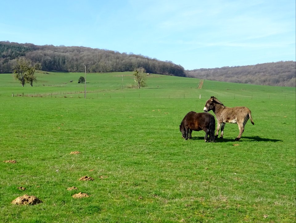Un âne et un poney au pré, avant Villers-devant-Mouzon, Ar… 