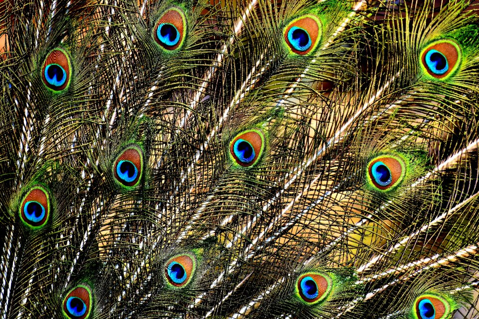 Plumage nature animal world