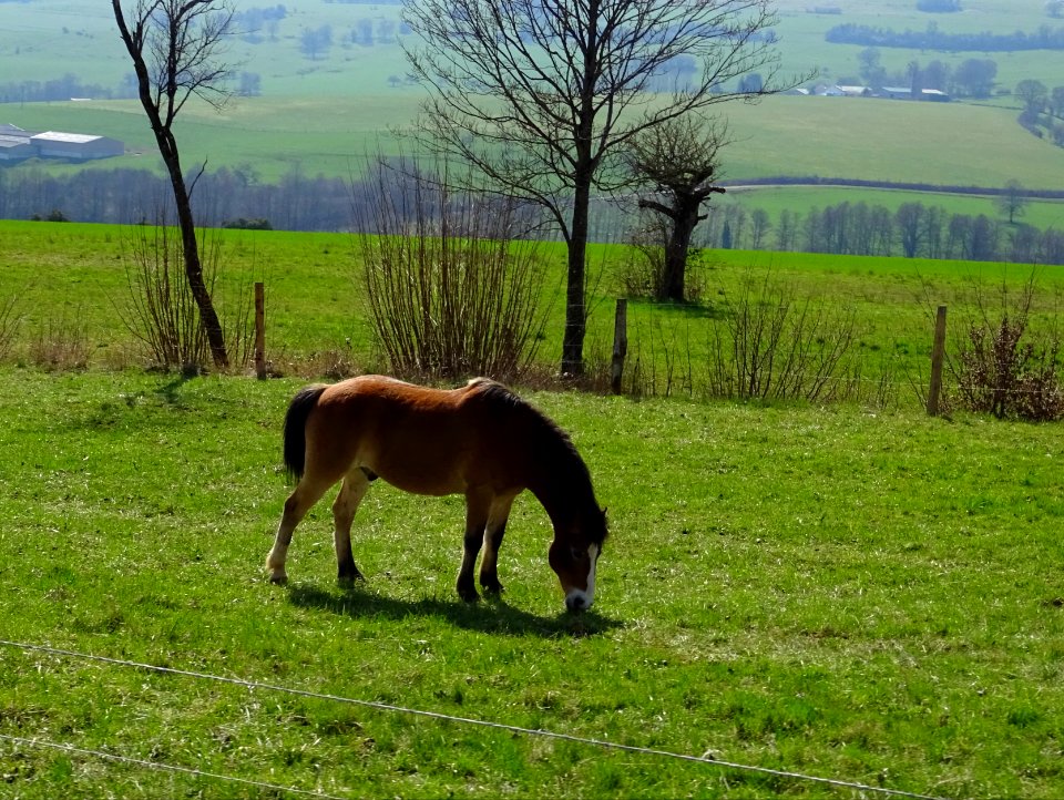 Un cheval au pré, avant Thonne-le-Thil, Meuse 