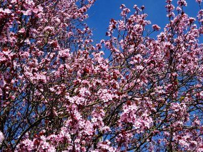 Myrobolan ou Prunier-cerise, Prunus cerasifera, Rosacées 