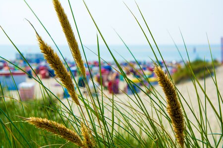 Sea grass clubs north sea