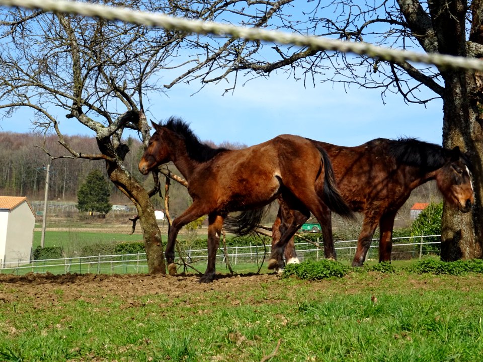 Deux jeunes chevaux un peu fougueux, Torgny, Wallonie, Bel… 
