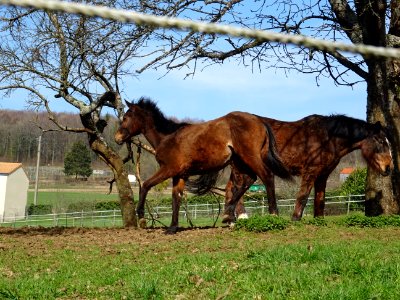 Deux jeunes chevaux un peu fougueux, Torgny, Wallonie, Bel… 