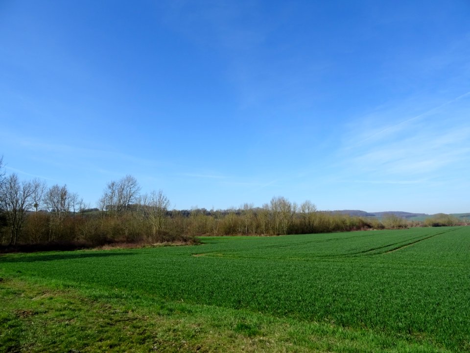 Prairie entre Bazeilles et Aillicourt, Ardennes 
