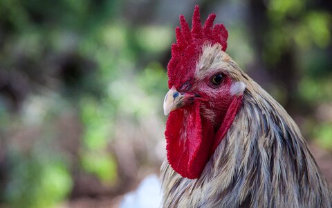 Attitude cockerel poultry