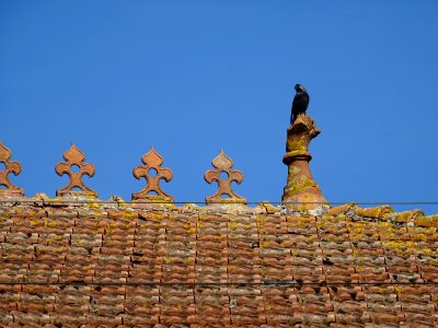 Corbeau sur un toit, Mouzon, Ardennes 