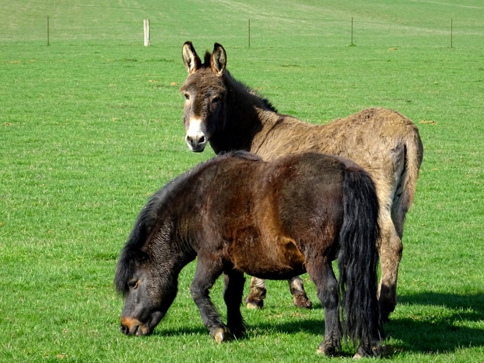 Un âne et un poney au pré, avant Villers-devant-Mouzon, Ar… 