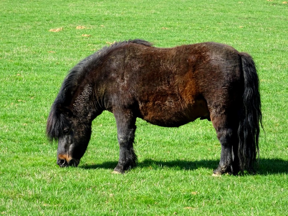 Un poney au pré, avant Villers-devant-Mouzon, Ardennes 