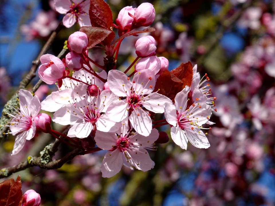 Myrobolan ou Prunier-cerise, Prunus cerasifera, Rosacées 