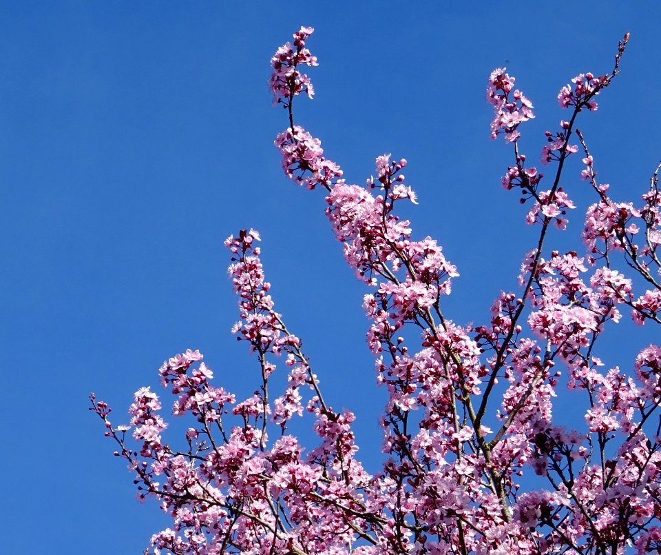 Myrobolan ou Prunier-cerise, Prunus cerasifera, Rosacées 