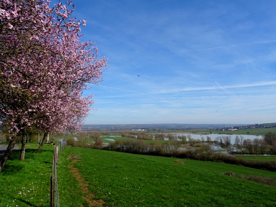 Cerisier en fleurs, au bord de l'immense vallée de la Meus… 