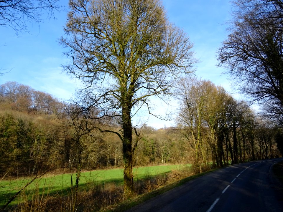 Sur la D16 à travers le Bois de la Petite Rimont, entre Fi… 