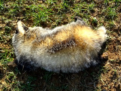 Un blaireau percuté par un véhicule gît au bord de la rout… 