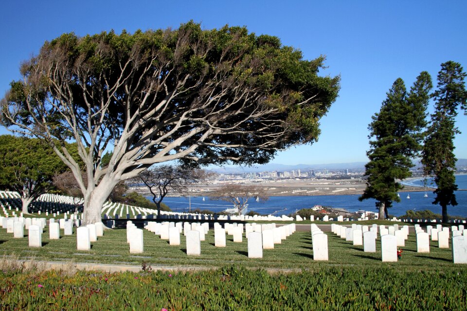 Cemetery tree sun