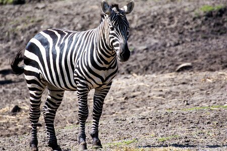 Zoo zebra animal photo