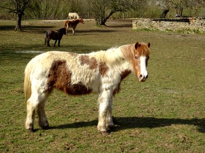 Chevaux au pré, Lamorteau, Wallonie, Belgique 