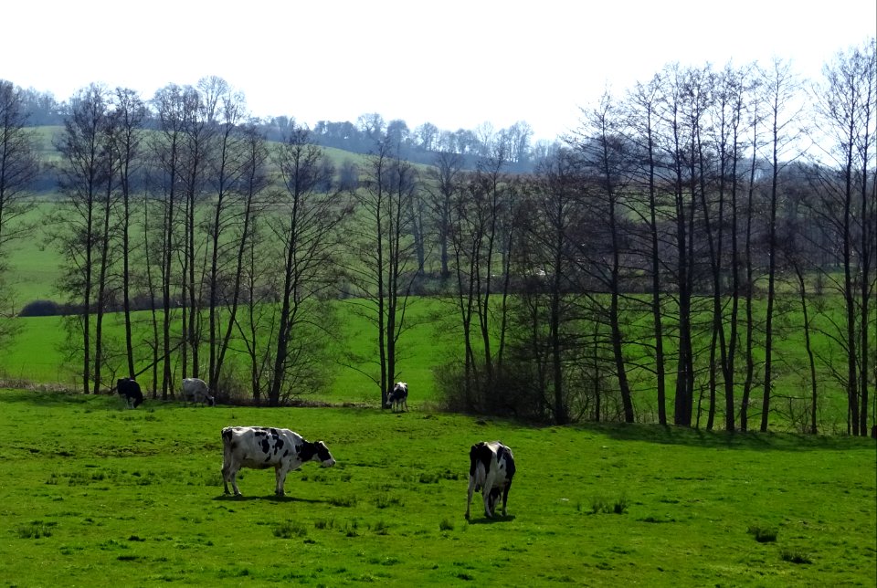 Vaches au pré, entre Avioth et Thonne-la-Long, Meuse 