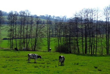 Vaches au pré, entre Avioth et Thonne-la-Long, Meuse 