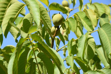 Walnut green plant