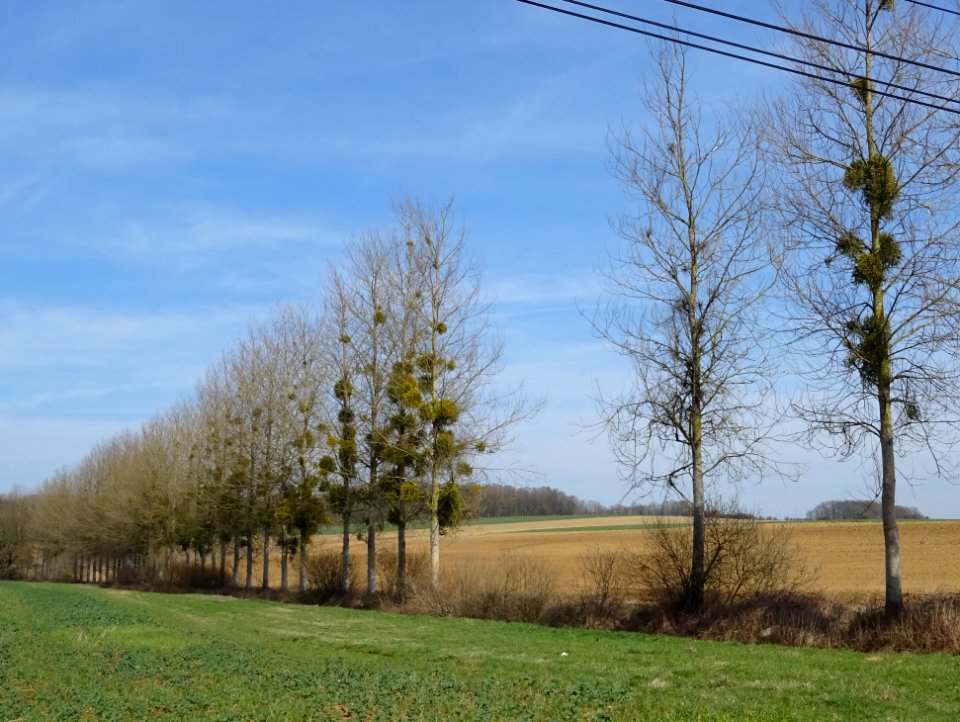 Rangée d'arbres et boules de gui 
