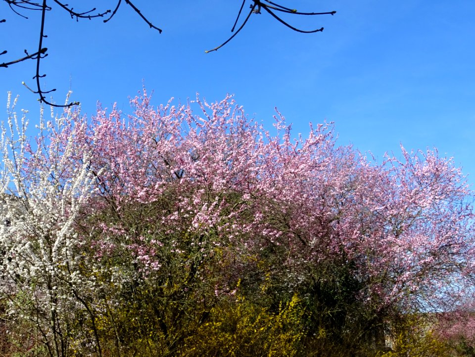 Arbres en fleurs, Sedan, Ardennes 