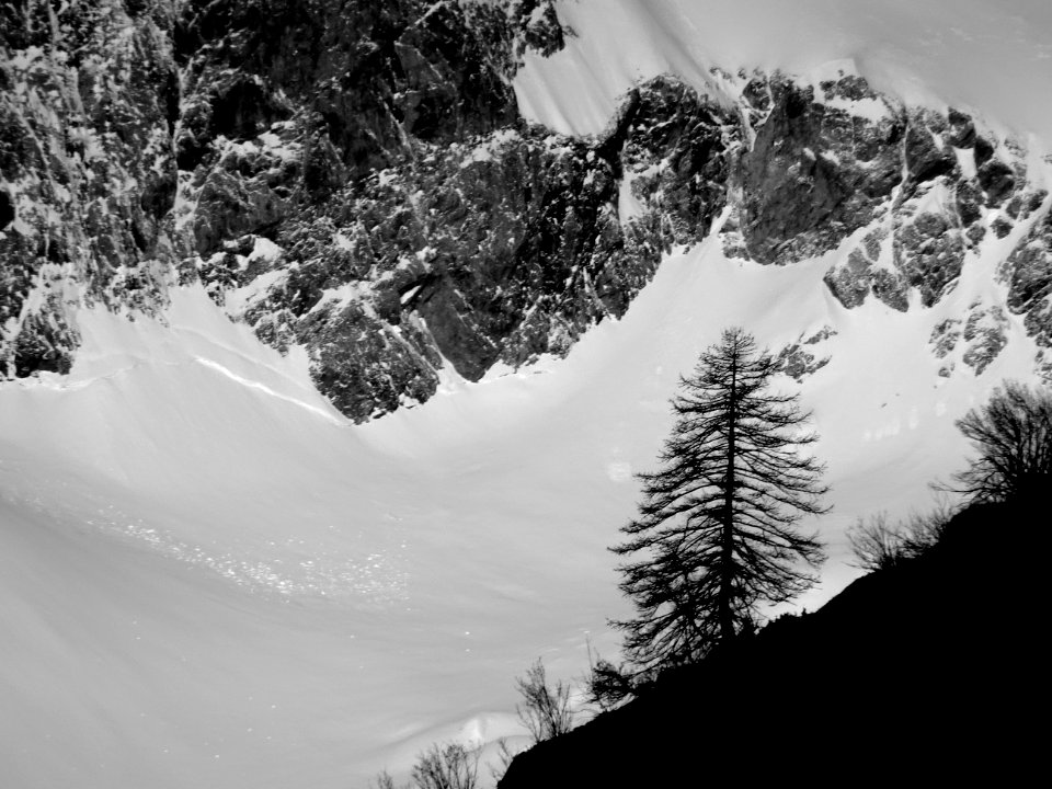 Silhouette de mélèze devant le névé Pélissier 