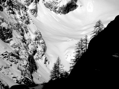 Silhouettes de mélèzes devant le névé Pélissier 