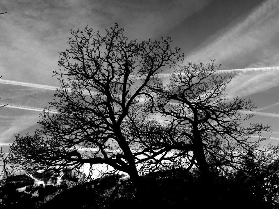 Silhouettes de chênes dans le ciel des Hautes-Alpes 