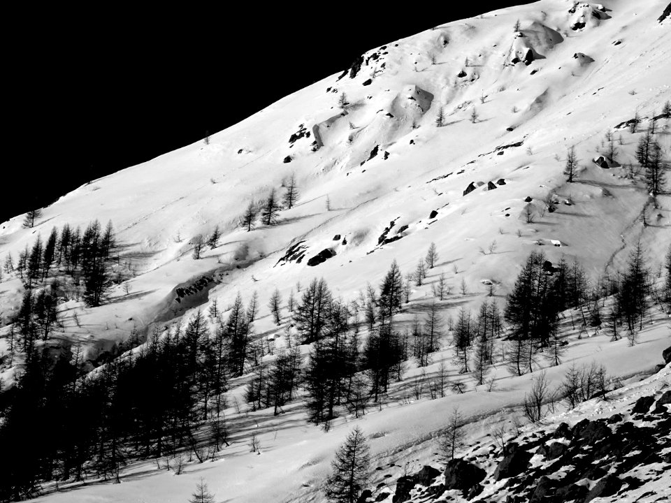Les mélèzes à la conquête de la cime 