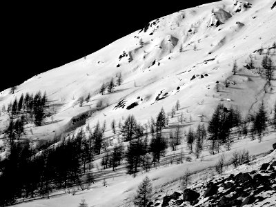 Les mélèzes à la conquête de la cime 