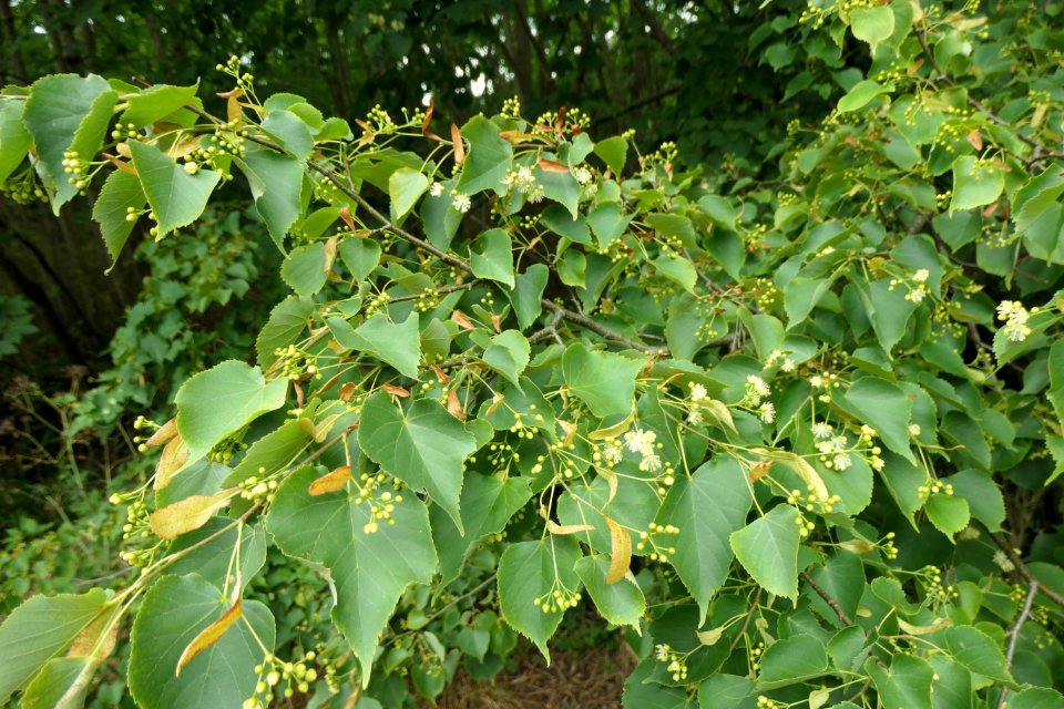 P1011596 