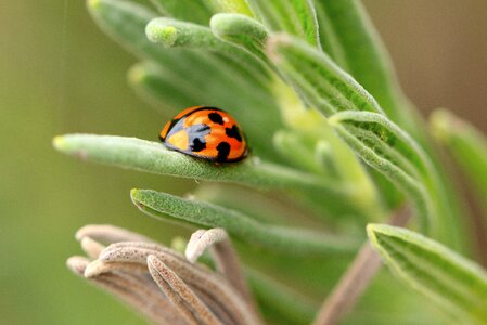 Red leaf grass photo