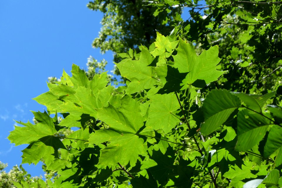 P1011550 