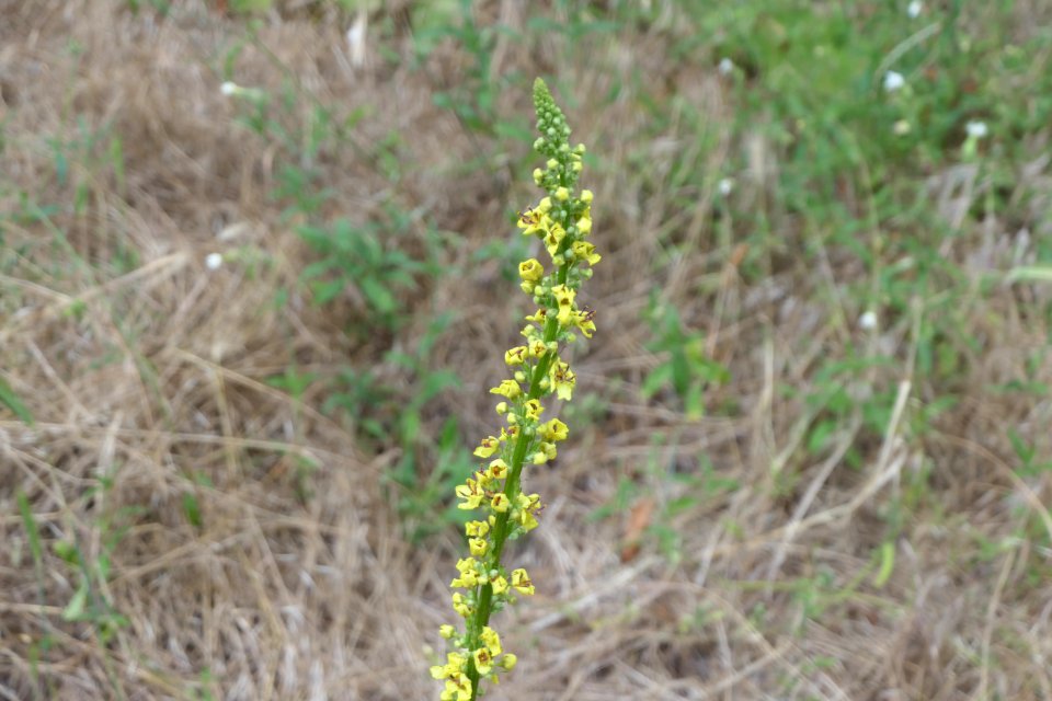 P1011524 