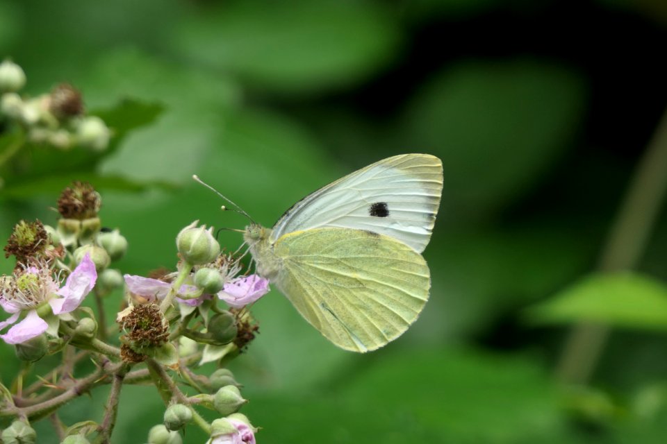 P1011590 