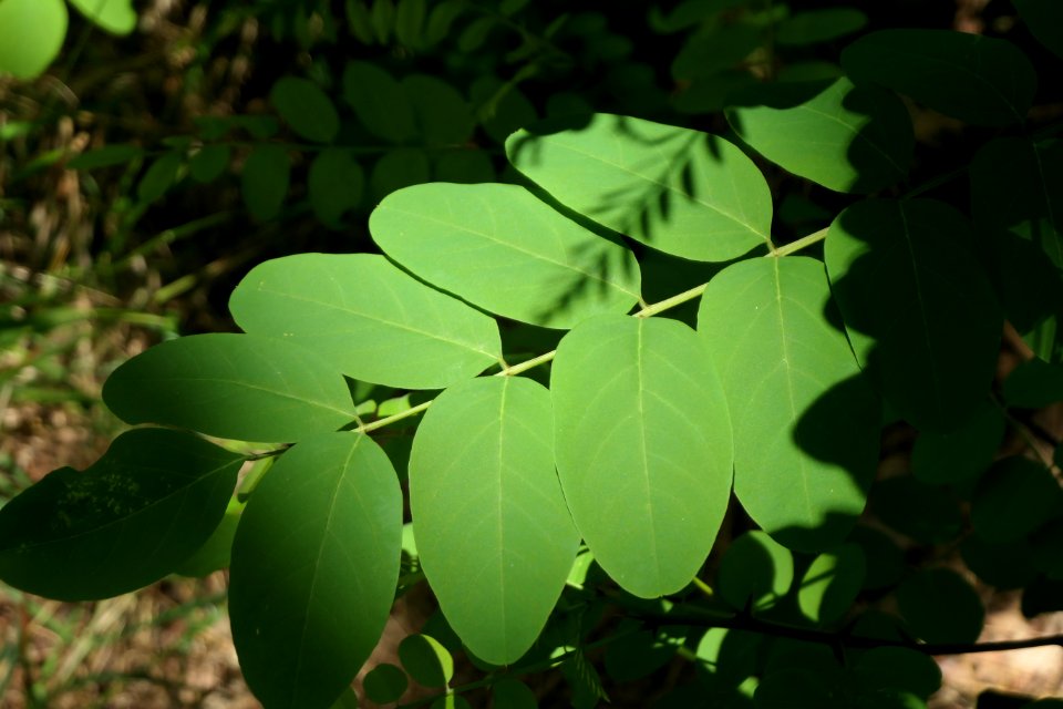 P1011534 