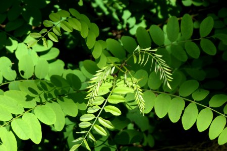 P1011535 