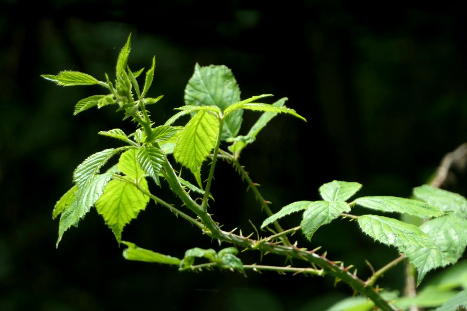 P1011507 