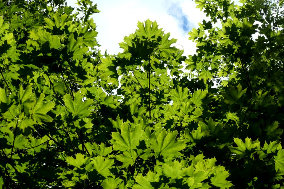 Feuille de platane 