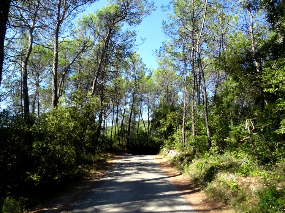 Route vers la cascade, Sauve-Clare, commune de Flayosc, Va… 