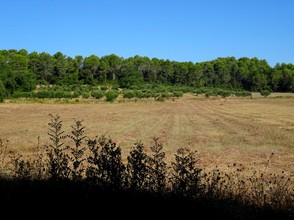 Paysage du Var entre Mentone et le chemin de Salgues 
