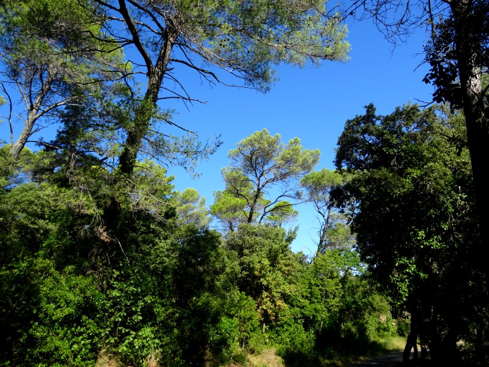 La forêt entre Mentone et le chemin de Salgues 
