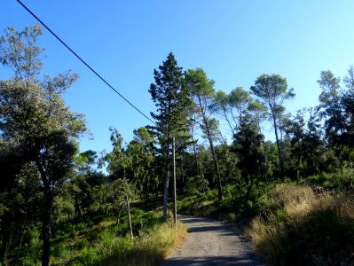 Après Mentone, sur le chemin de Salgues, petite route carr… 