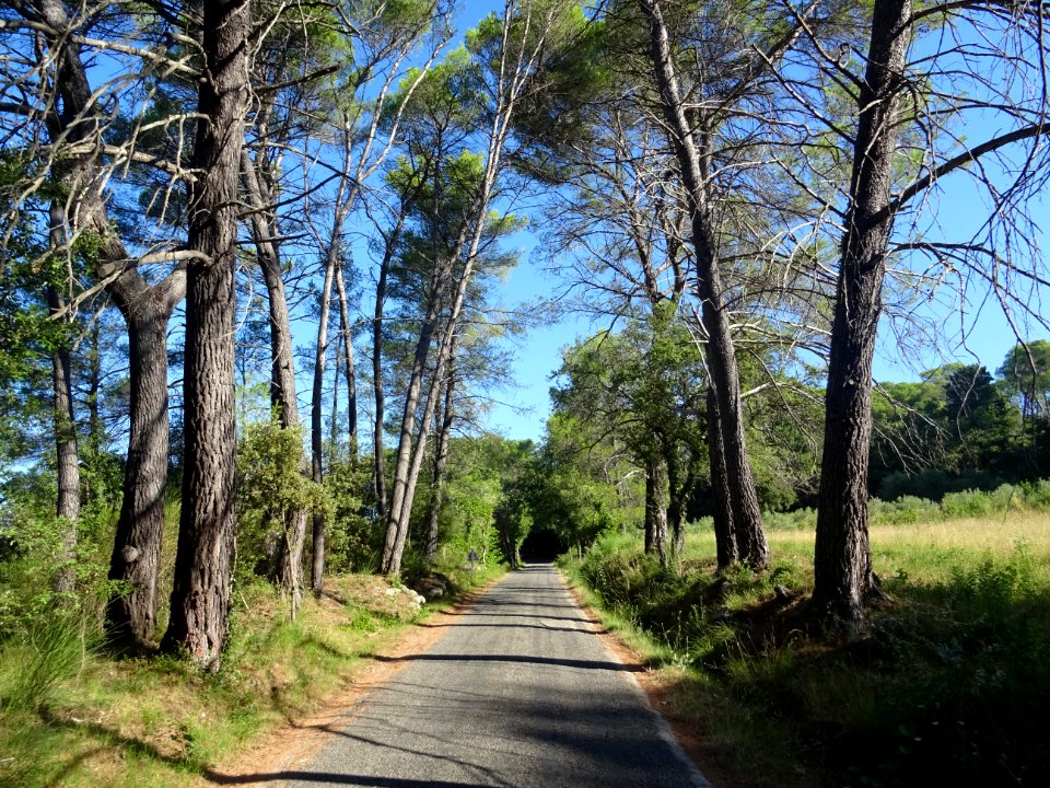 Sur la petite route entre Château Mentone et Mentone, Var 