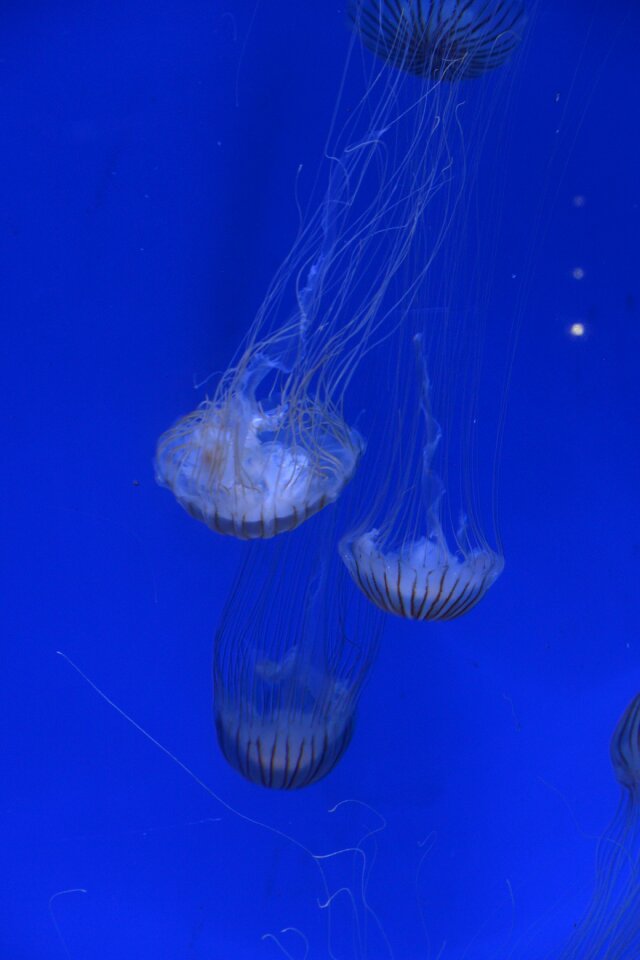 Pairi daiza jellyfish marine world
