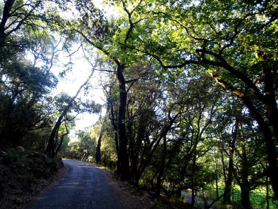 Passage sous des chênes aux branches tordues, sur la petit… 