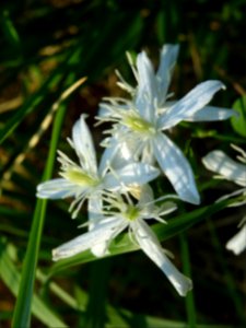 Clématite brûlante, Clematis flammula, Renonculacées 