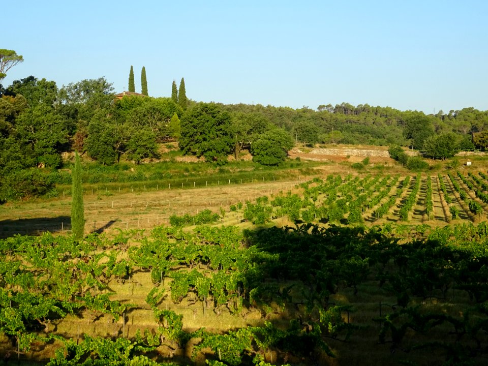 Vignes et cyprès entre Carcès et Entrecasteaux, Var 