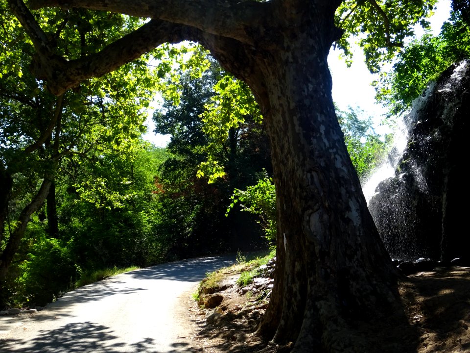 Le platane ... et la cascade, hameau de Sauve-Clare, commu… 