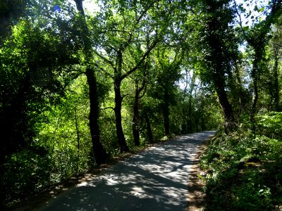 Route ombragée vers la cascade, Sauve-Clare, commune de Fl… 